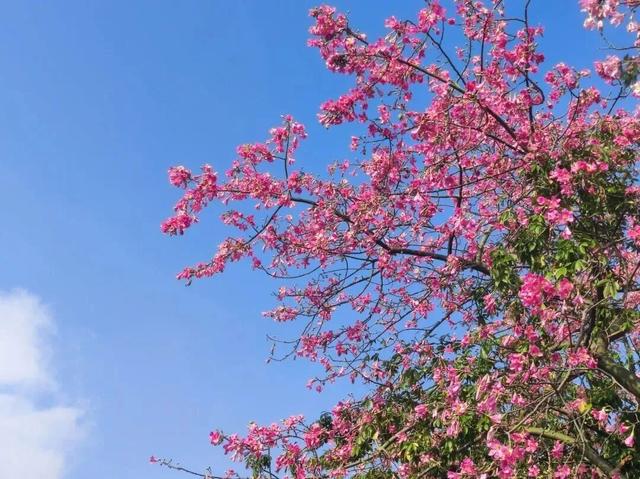 粉黛满城绕​！柳州街头惊现“秋日限定版春天”，美到犯规！​