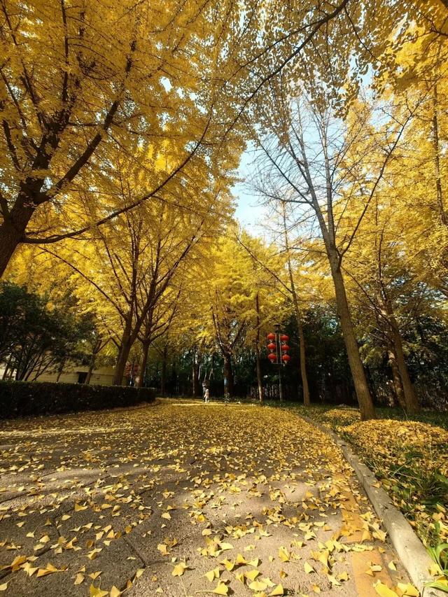 秋景“天花板”！北京这些银杏大道即将迎来最佳观赏期！