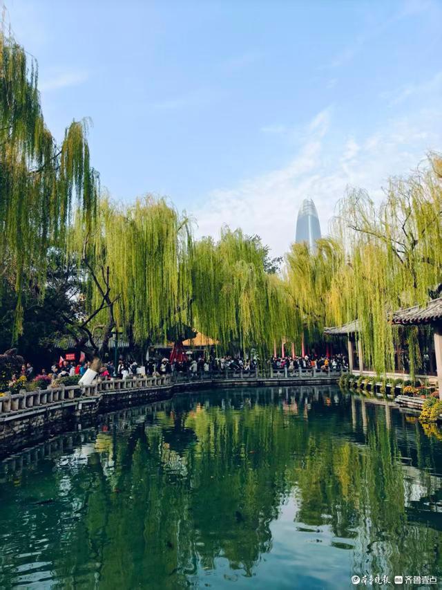 趵突泉菊展花开正当时