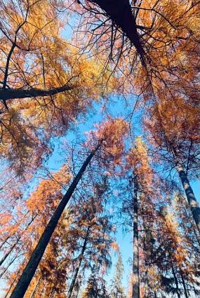 坐公交可直达！郑州这些地方的水杉树美翻了→