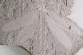 内蒙古发现优美蜓科完整化石 距今1.65亿年图片