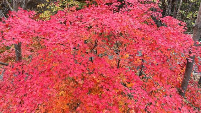 醉秋图丨辽宁本溪：层林尽染，清霜醉红霞