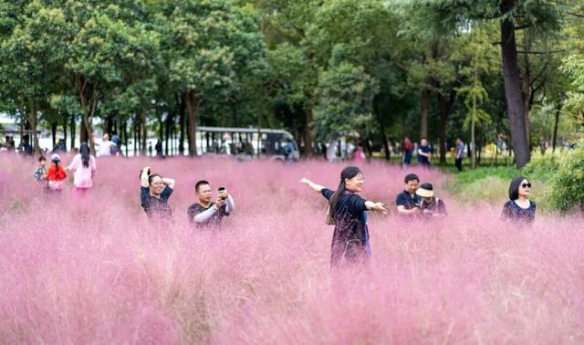 2025上海崇明森林旅游节即将启幕~精彩内容抢先看！文末有福利→