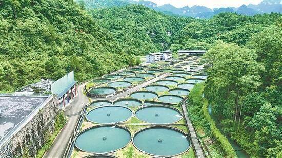 从深山到湾区：东西部协作激活梵净山下的N种可能