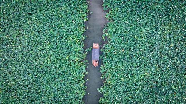 【早安云南·云游】普者黑万亩荷塘向你发出盛夏邀约