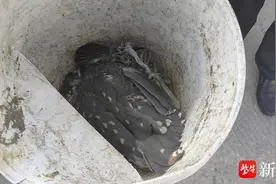 什么鸟？钻进鸡笼吃鸡仔，见主人来还怒目而视图片