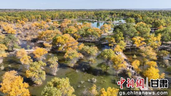 甘肃金塔：胡杨林美景醉游人