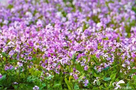 四月芳菲入画来，日照这片碳汇花海成为紫色的海洋图片