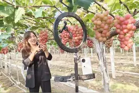 方城县博望镇：“妮娜皇后”颜值高 小小葡萄畅销海外图片