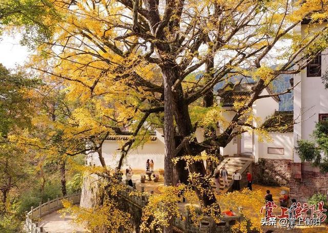 2025南岳衡山国际登山赛将于11月23日鸣枪启幕