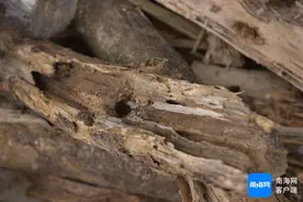 沉香树被损坏怎么办？屯昌一企业收购50余吨沉香木再造沉香制品图片