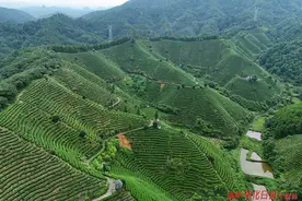 侗乡药材迎风长图片