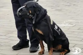 彬州：探秘警营“汪汪队” 感受警犬“奇兵”风采图片