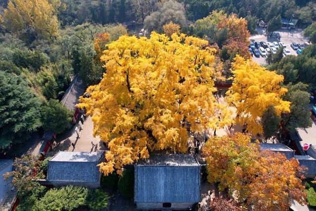千年莒县银杏树！这一眼惊艳时光，高清大图超治愈