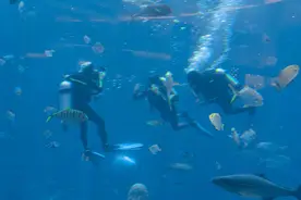 男子三亚潜水被强制拍照收费6000元 当地相关部门：正制定整治办法图片