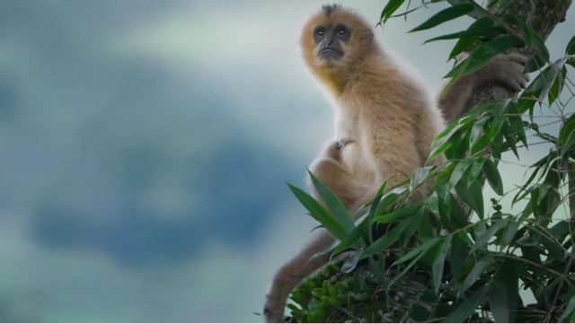 直播预告｜趣逛自然——走进海南热带雨林国家公园