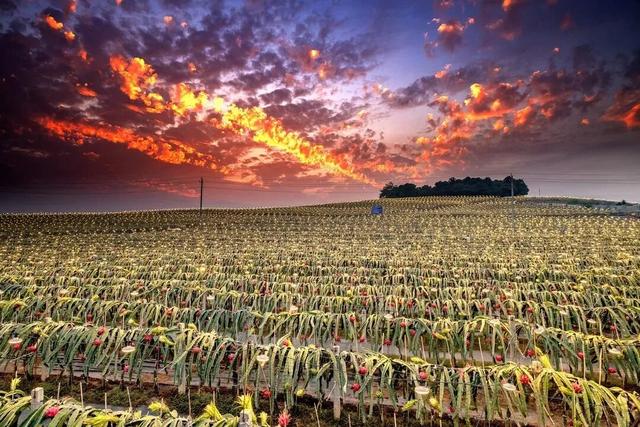 南宁冬季水果采摘全攻略 | 东北老铁、西北家人，告别猫冬！来南宁实现“水果自由”