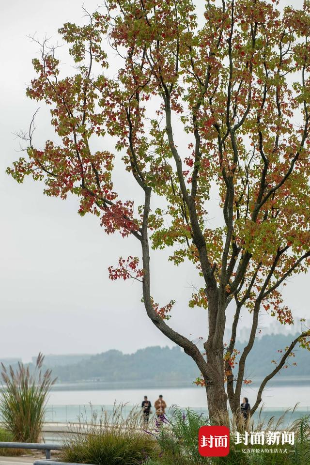 赏秋不跑远 成都多个城区公园也能看红叶｜图集