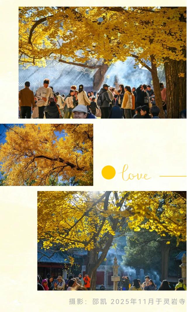 《2025济南赏银杏地图》出炉！错过再等一年