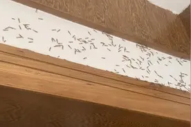 惊呆！浙江男子家中惊魂一幕，密密麻麻太吓人！至少潜伏3年……近期高发图片