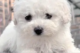 养狗不怕家里臭，这5种狗狗自带清香，几个月不洗澡也没味！图片