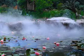 温州版莫奈花园！市区这里近五千平方米的睡莲盛放中→图片
