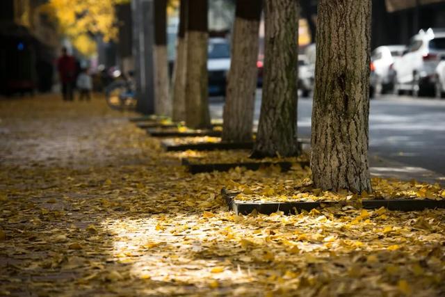 落叶缓扫，诗意长留！彭州的秋天被“绣”在了大地上