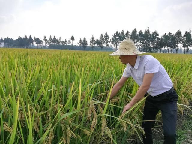 桐乡“大米书记”扎根田间诠释担当使命