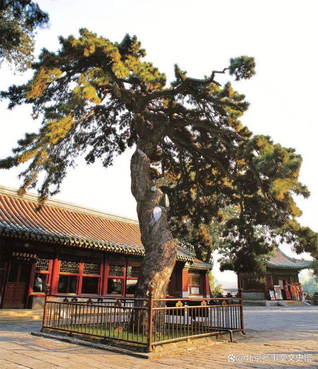 图说北京之北京油松