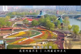 滨州经济技术开发区：秦皇河畔相约春天 郁金香花竞相绽放图片
