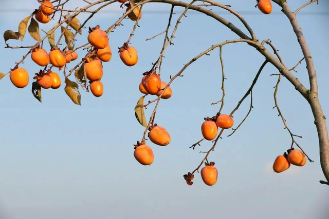 @东阳人，免费游+优惠玩！持续2个月→