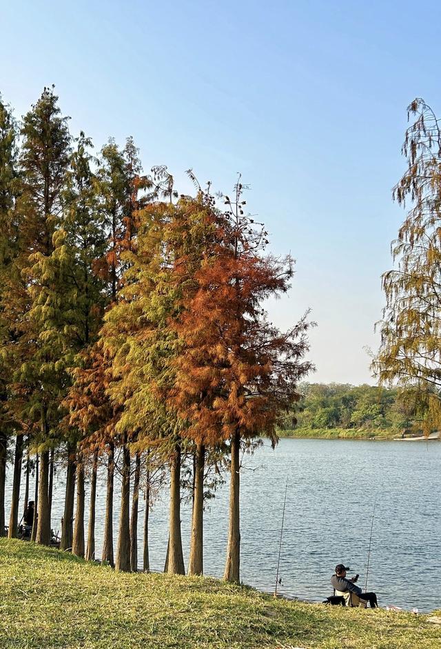 落羽杉最美“皮肤”上线，搭地铁邂逅限定版浪漫｜一“线”游广佛