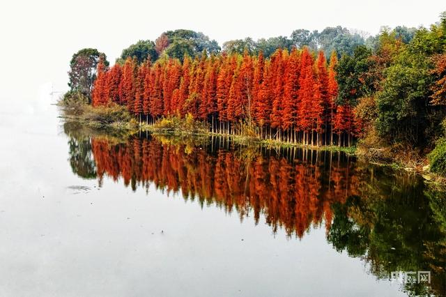 江西分宜：冬日水杉 如诗如画