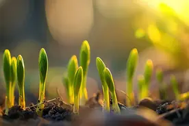 泥土的芳华图片