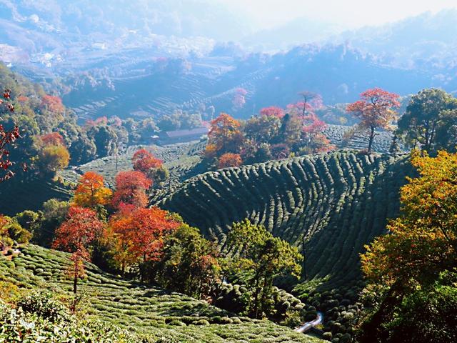 晚潮｜琅珰十里行，满目秋光尽染黄