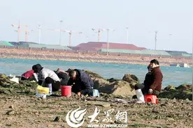 春·赶海｜蛤蜊“一挖一麻袋”！来岚山，赶海吧！图片