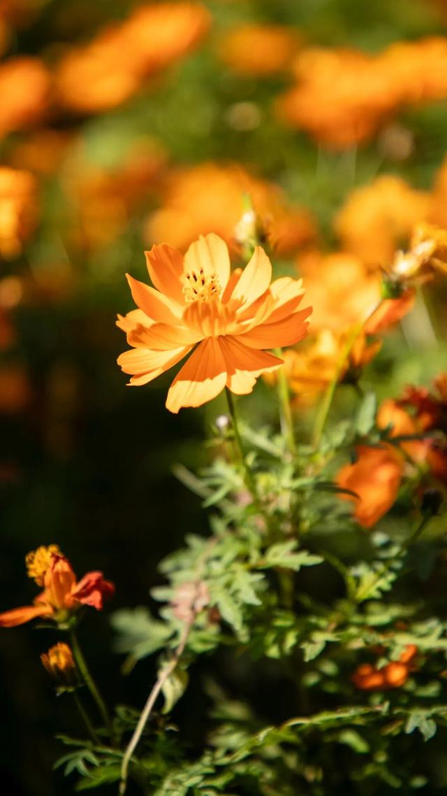 初冬限定！余杭这几处花海，巨出片