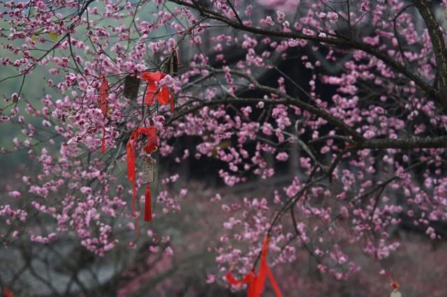 江西铅山：葛仙村两千株梅花已盛开