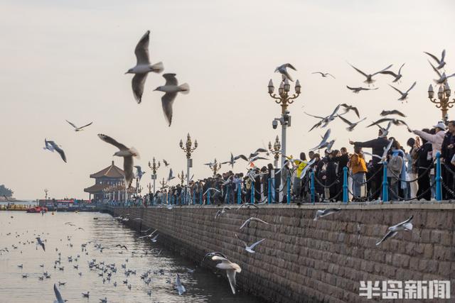 栈桥赏鸥已开始进入最佳观赏期！