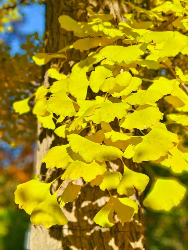 银杏抖落金箔，枫叶浸了酒红！国家植物园赏秋最佳时