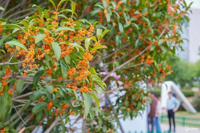 迟来的清香！福州桂花进入最佳观赏期