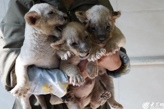 青岛森林野生动物世界：“趣·青野 嘻游季”惠民月启幕，沉浸式体验激活淡季旅游市场