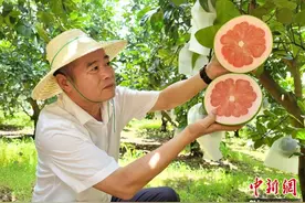 海南临高：种植“黄金果” 绘就村民共富路图片