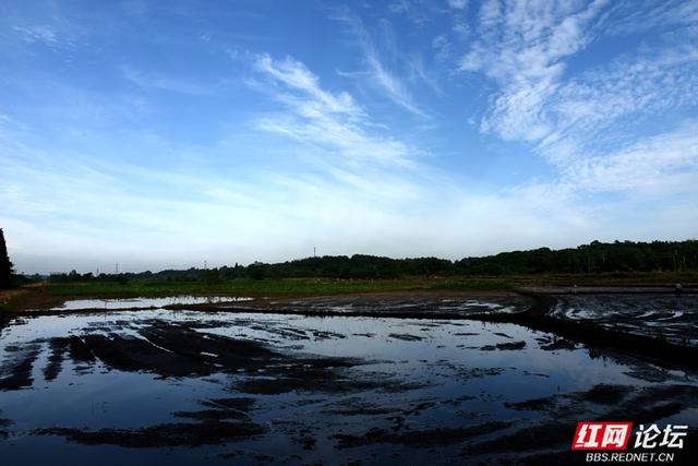 高清湖南丨岳阳云溪乡村游记：当钢筋铁骨遇上柔软稻浪