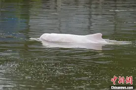 中华白海豚现身广州内河 当地政府跟踪保护图片