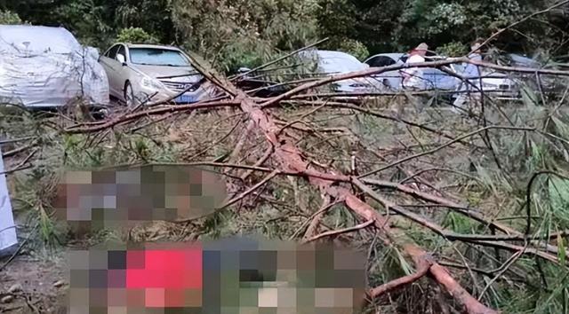 重庆3女子贵州买避暑房避暑，晚饭后结伴散步被大树砸倒致1死2伤，2伤者维权一年获9万元补偿
