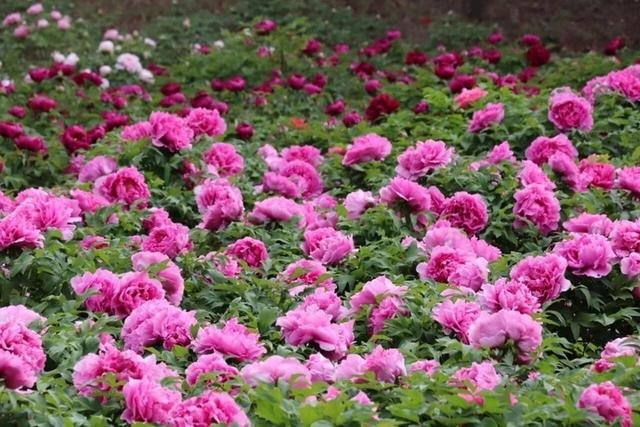 久赏不厌 2026菏泽牡丹花期拉长至半个月，曹州牡丹园焕新解锁赏游新体验