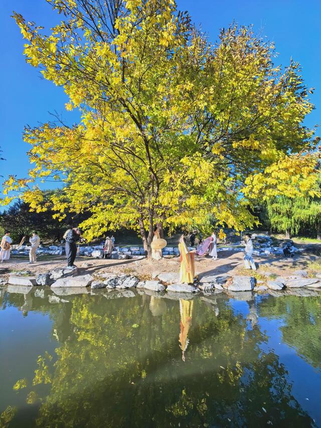 秋光曼妙！圆明园秋日胜春朝