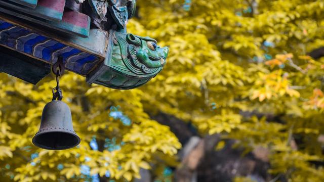 潭柘寺帝王树进入最佳观赏期