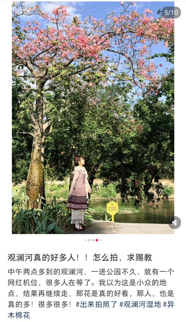 转角遇花海，深圳一地被“挤爆”！网友：怎么拍？求赐教